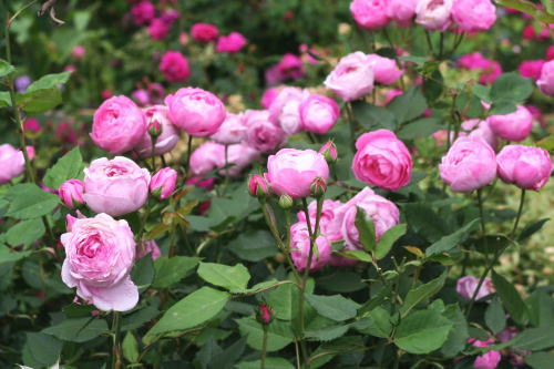 ラレーヌビクトリア 香りバラ ピンク系バラ 薔薇 バラ ばら