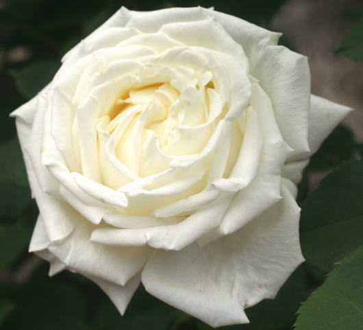 香りバラ・白系バラ　ヨハネパウロ二世