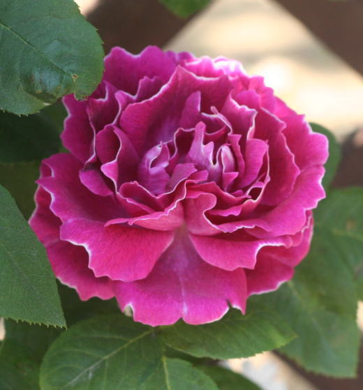 紫のバラ・香りバラ　バロンジロードラン