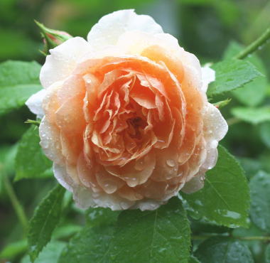 香りバラ・オレンジ系バラ　グレイス