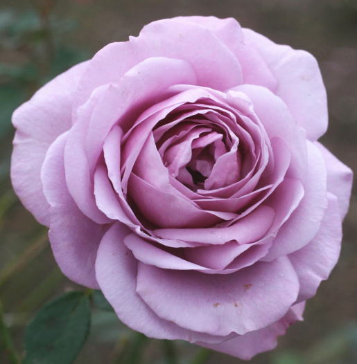 シークレットパフューム（紫のバラ・香りバラ） | 薔薇・バラ・ばら