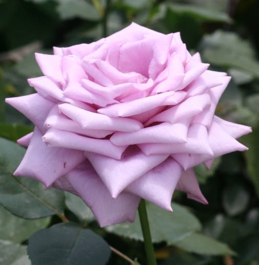 紫のバラ・香りバラ　マミーブルー