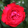 Thumbnail of related posts 110