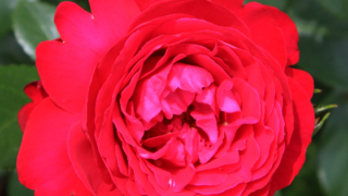 Thumbnail of post image 032