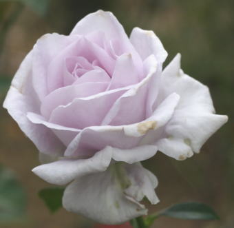 紫のバラ・香りバラ　ラガーフェルド