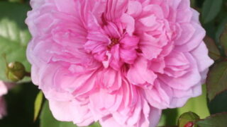 Thumbnail of post image 080