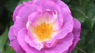 Thumbnail of post image 096