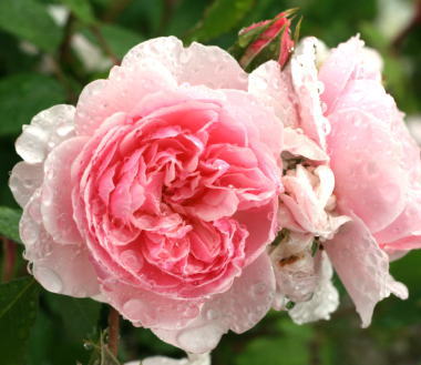 香りバラ・ピンク系バラ　ウィズレー2008