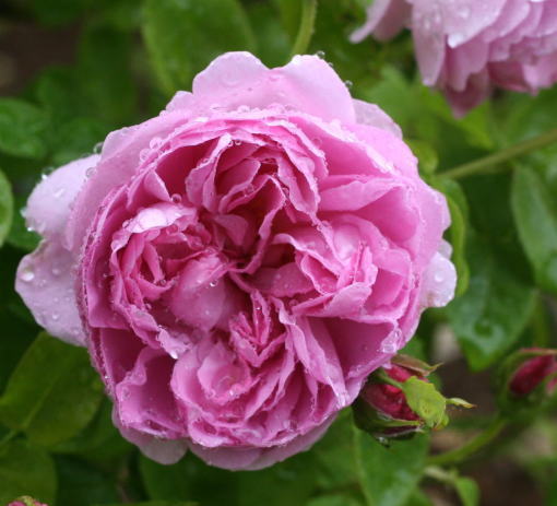 紫のバラ　チャールズ　レニー　マッキントッシュ