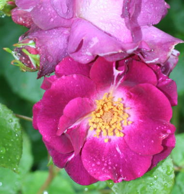 紫のバラ　ソニャドール