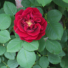 Thumbnail of related posts 128