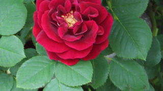 Thumbnail of post image 091