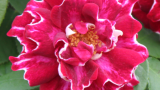 Thumbnail of post image 014