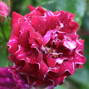 紫のバラ・黒バラ　ロジャーランベリン