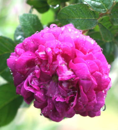 紫のバラ・香りバラ　デュックドギッシュ