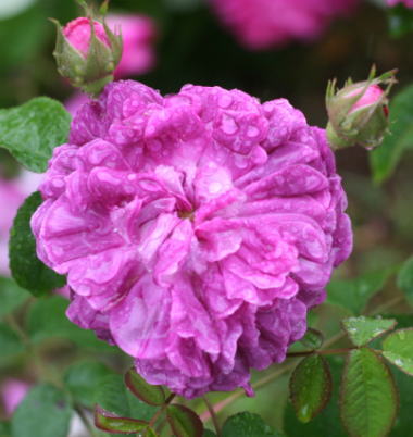 紫のバラ　ナネット