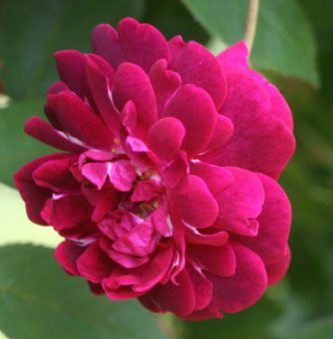 紫のバラ・黒バラ・香りバラ　キングジョージ４世