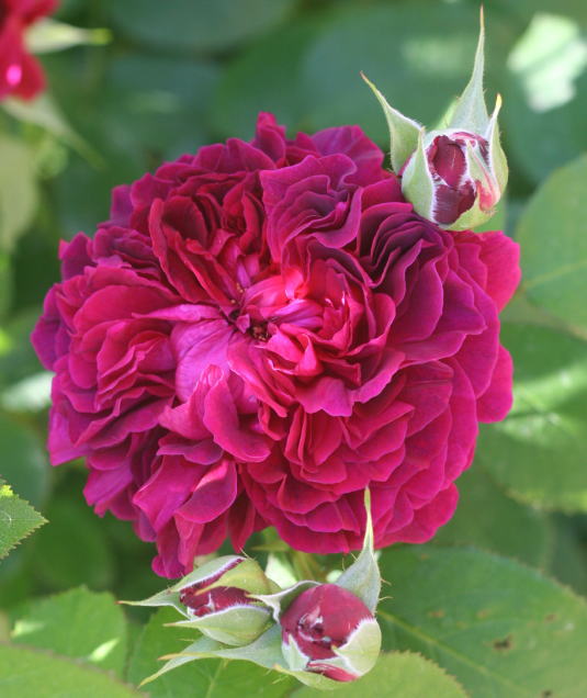 紫のバラ・黒バラ・香りバラ　ウィリアム・シェークスピア2000