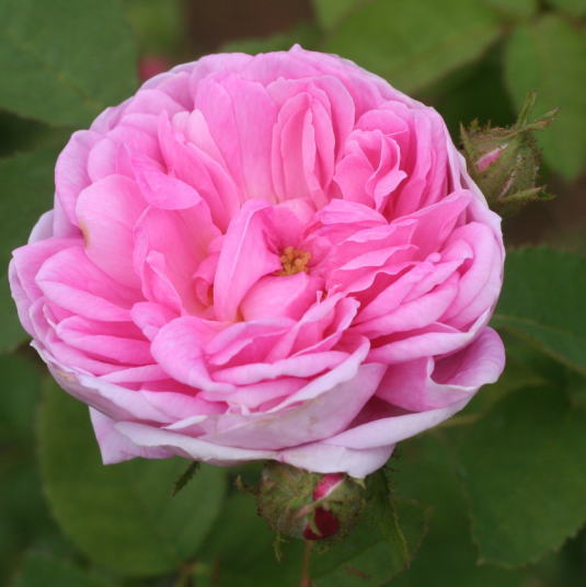 香りバラ・ピンク系バラ　サレット