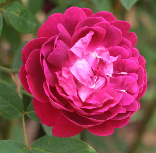 紫のバラ・黒バラ・香りバラ　キングジョージ４世