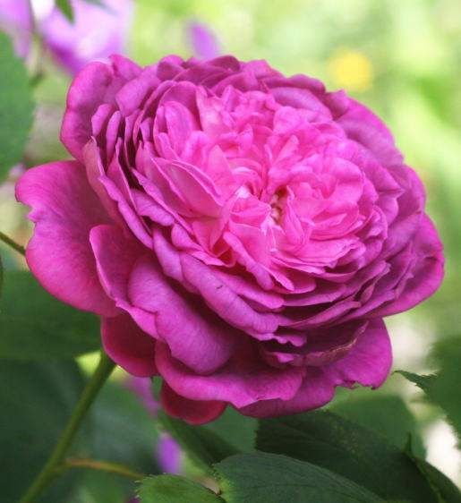紫のバラ・香りバラ　レーヌデヴィオレット
