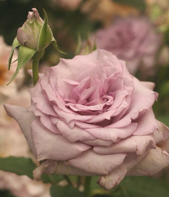 紫のバラ　サロン