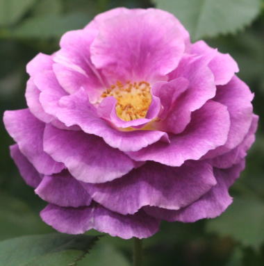 紫のバラ・絞りバラ・香りバラ　ミステリューズ
