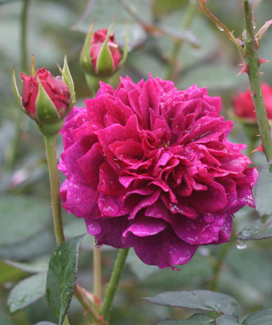 紫のバラ・香りバラ　プロスペロ