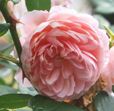 香りバラ・ピンク系バラ　ウィリアム・モーリス