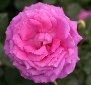 紫のバラ・香りバラ　クレール マーシャル