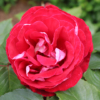 Thumbnail of related posts 063