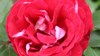 Thumbnail of post image 021