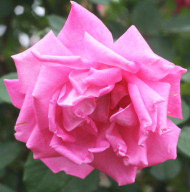 香りバラ・ピンク系バラ　ボニースコットランド