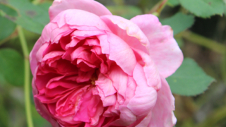 Thumbnail of post image 150