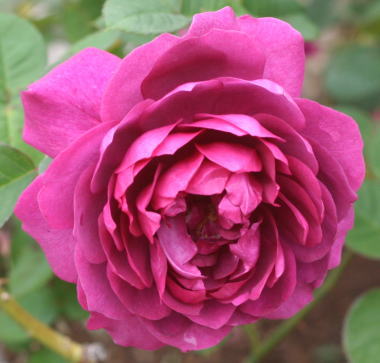 紫のバラ・黒バラ・香りバラ　ニーナ　アナニアシビリ