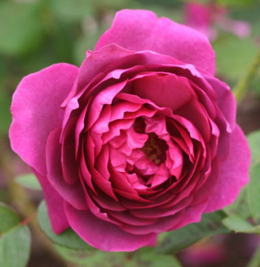 紫のバラ・黒バラ・香りバラ　ニーナ　アナニアシビリ