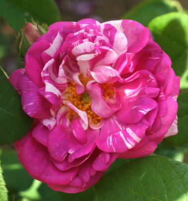 紫のバラ・絞りバラ・香りバラ　カマユー