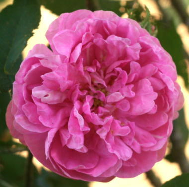 香りバラ・ピンク系バラ　マリー　ドゥ　ブロワ