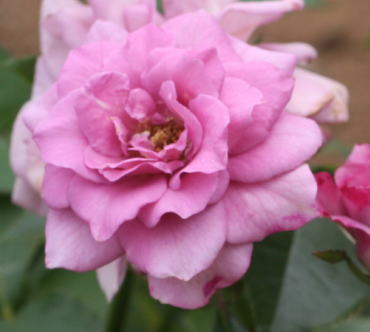 紫のバラ・香りバラ　ブルーリュバン