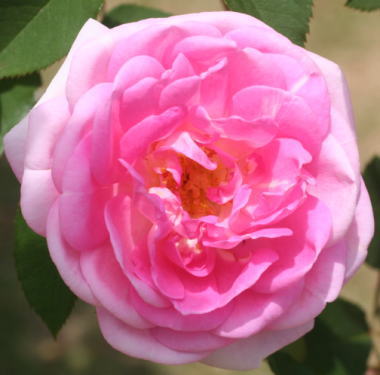 香りバラ・ピンク系バラ　ブレイリーNo.2
