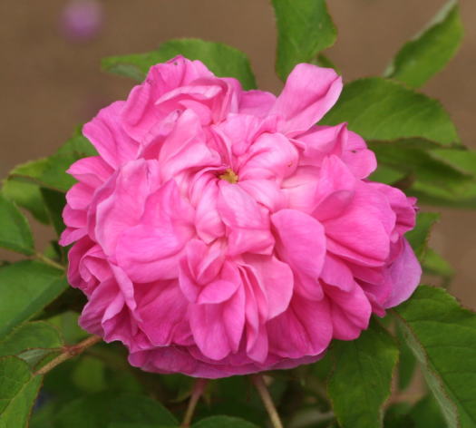 紫のバラ・絞りバラ・香りバラ　パナシェ・ドゥ・リヨン
