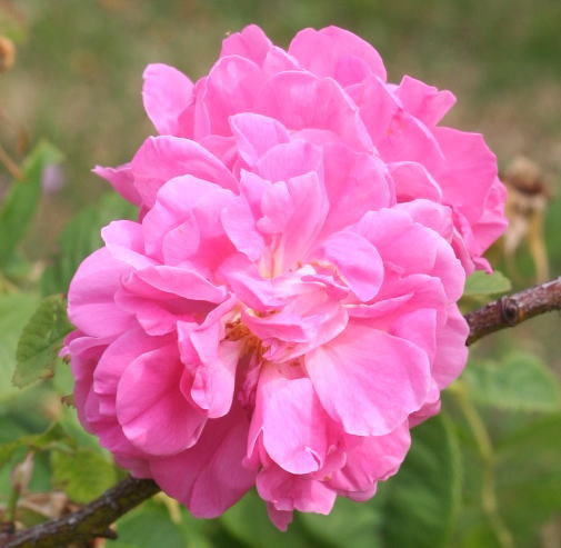 香りバラ・ピンク系バラ　キャトルセゾン