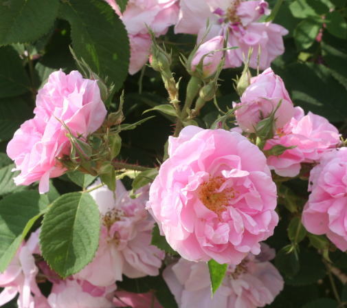 香りバラ・ピンク系バラ　キャトルセゾン