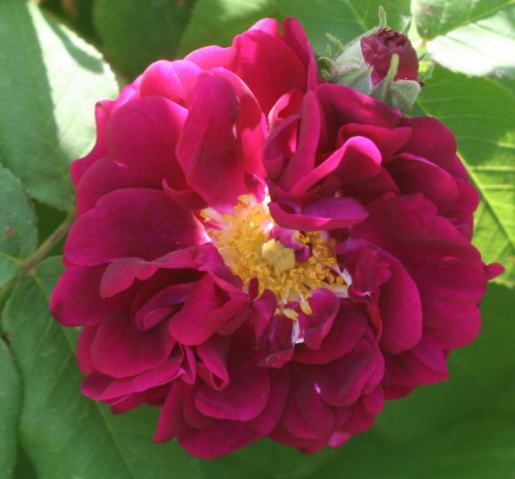 紫のバラ・黒バラ・香りバラ　トスカニー スパーブ