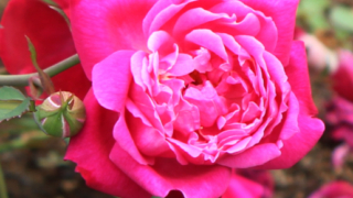 Thumbnail of post image 056