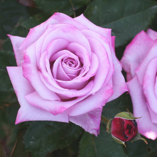 パステル モーヴ（紫のバラ） | 薔薇・バラ・ばら