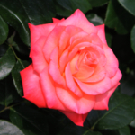 Thumbnail of post image 138
