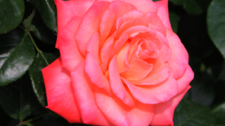 Thumbnail of post image 070