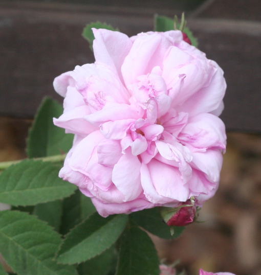 香りバラ・ピンク系バラ　ロサ　ケンティフォリア
