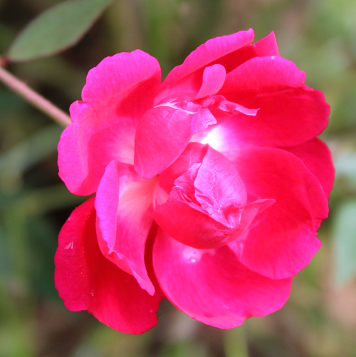 絞りバラ ファッビエ